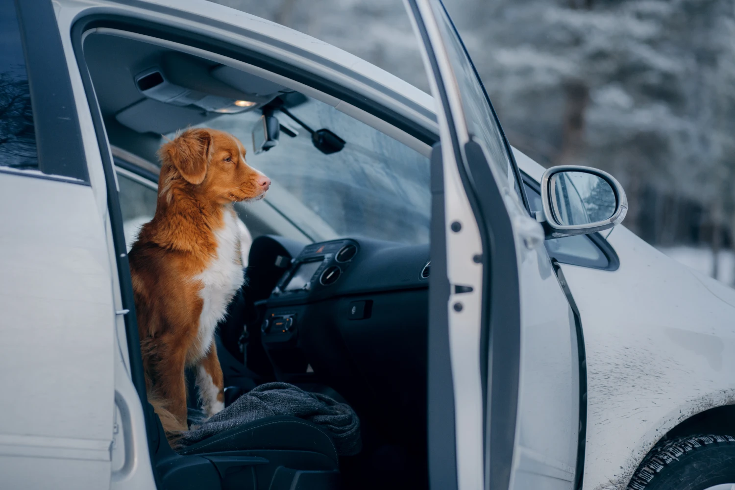 Mercedes-Benz GLE Dog Car Seat for Duck Tolling Retrievers